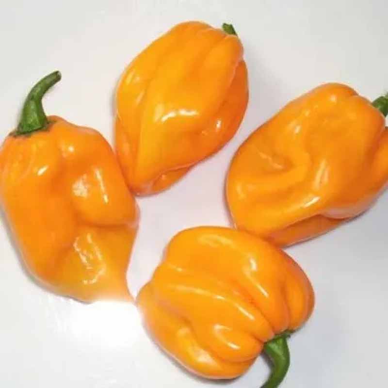 Chili 'Scotch Bonnet Yellow - Big Sun'