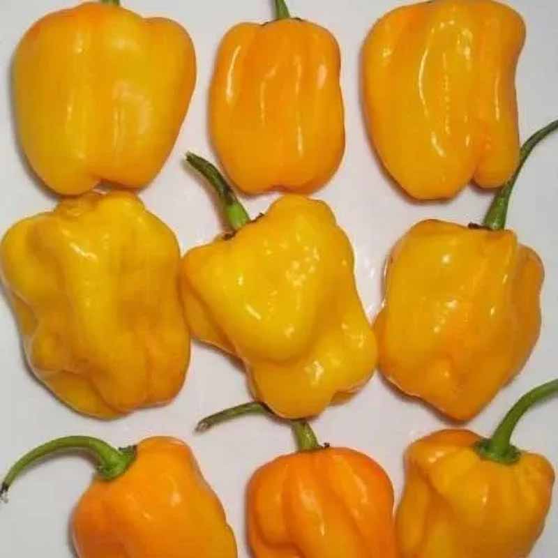 Chili 'Habanero Aji Umba Yellow (Adjuma)'