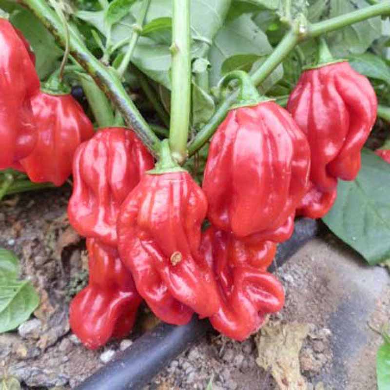Chili 'Habanero Ugandian Red'
