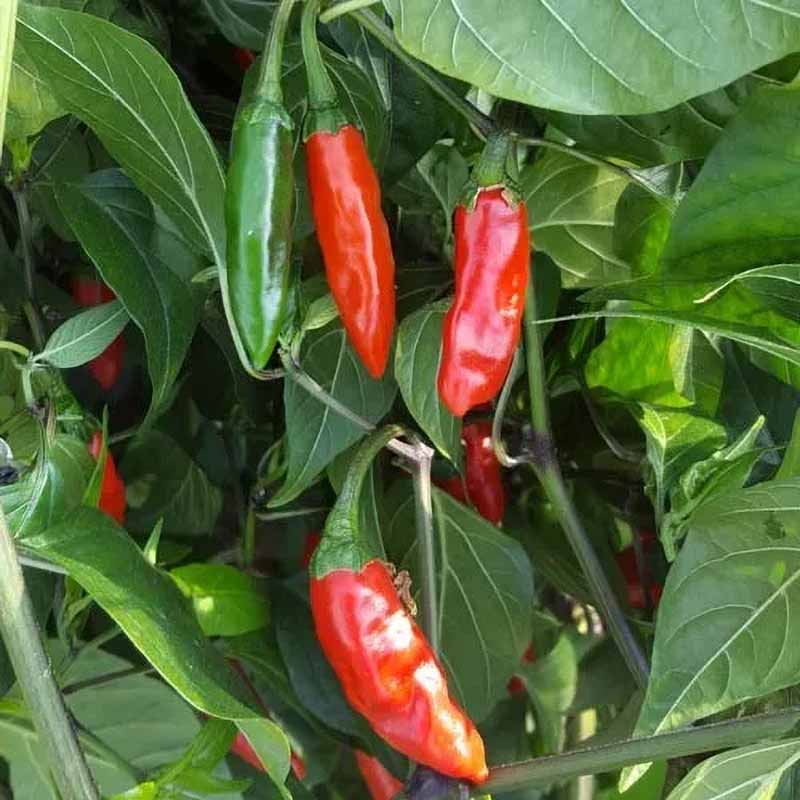 Chili 'Krishna Jolokia'