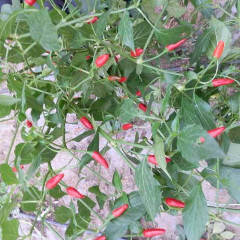 Chili 'Piri Piri'