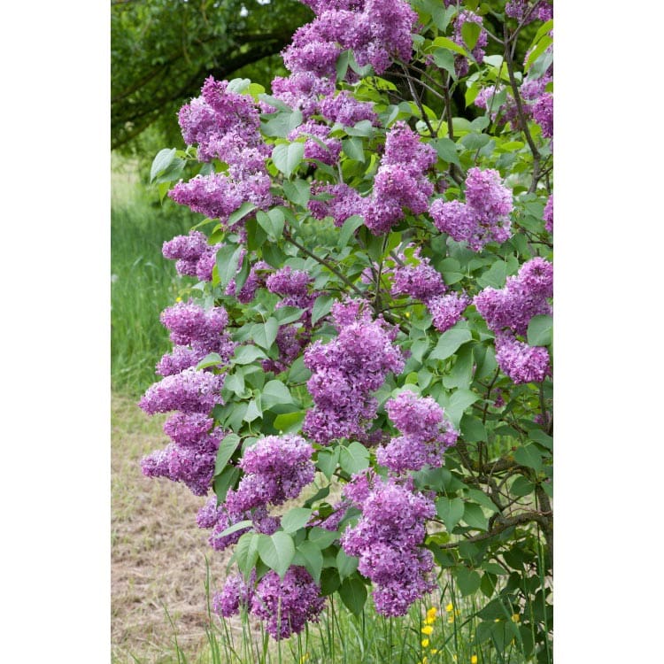 Vanlig Syrén, 50-80cm2, 100-Pack