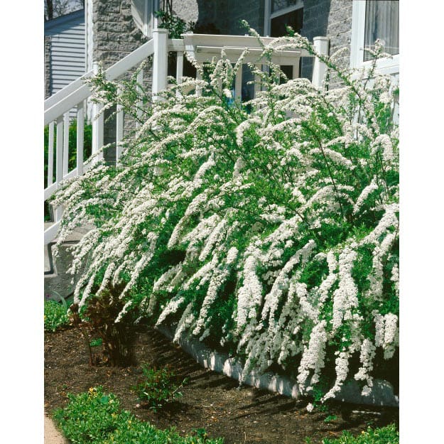 Brudspirea, 80-100cm, 5-Pack