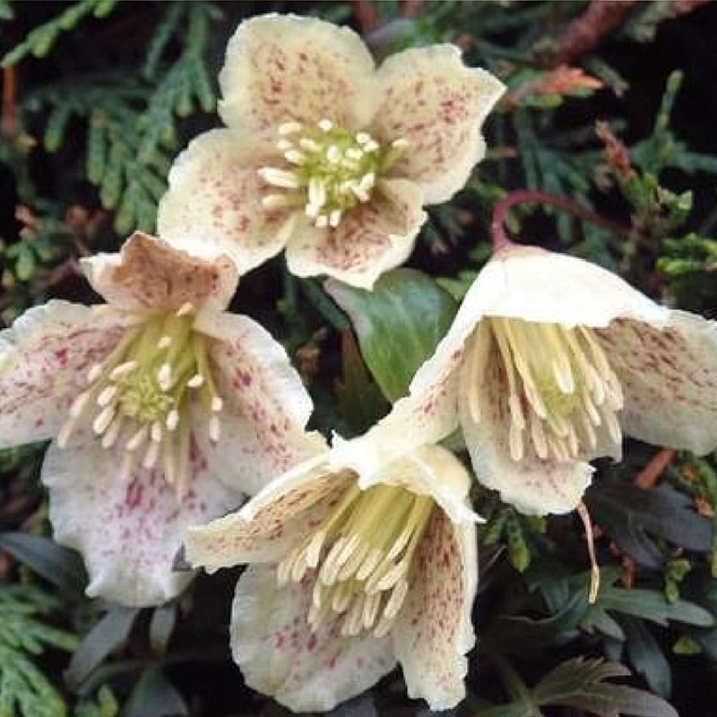 Vintergrön klematis, 5-pack