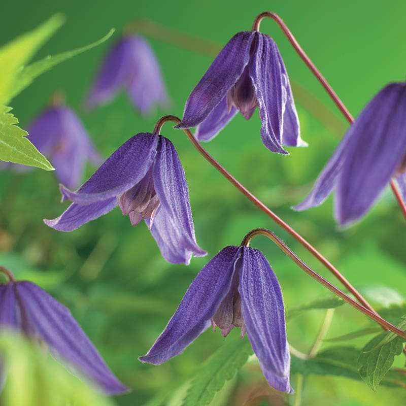 Klematis "Helsingborg", 1-pack