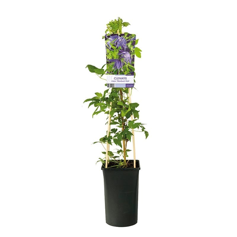 Atragene klematis "Maidwell Hall", 3-pack