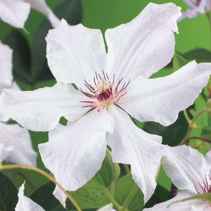 Klematis "Snow Queen", 5-pack