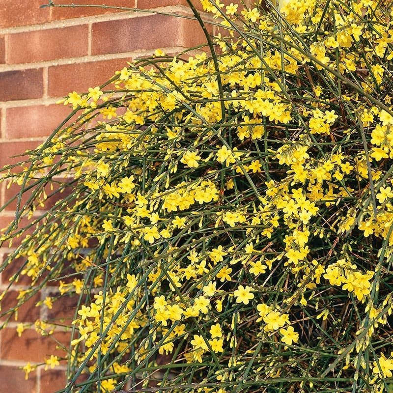 Vinterjasmin, 5-pack