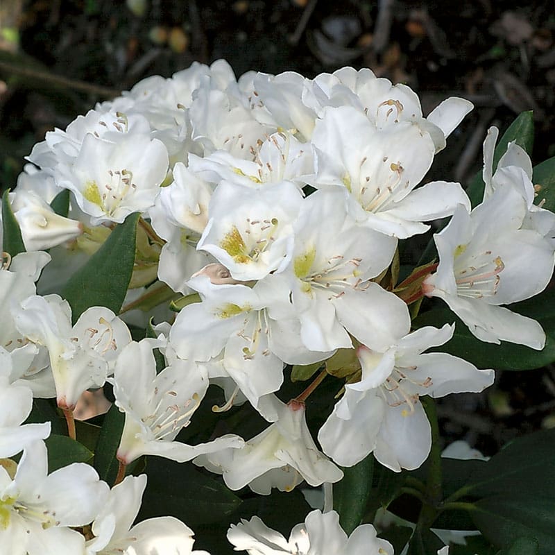 Parkrododendron Cunningham`s White, 30-40 cm, 3-Pack
