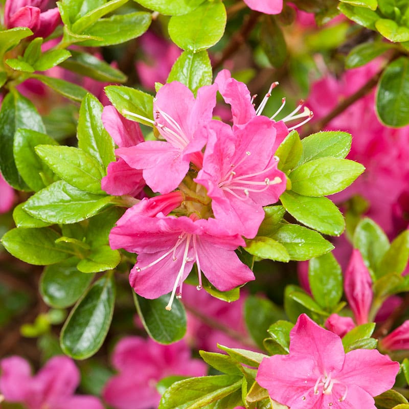 Japansk azalea "Kermesina", 20-25 cm, 10-Pack