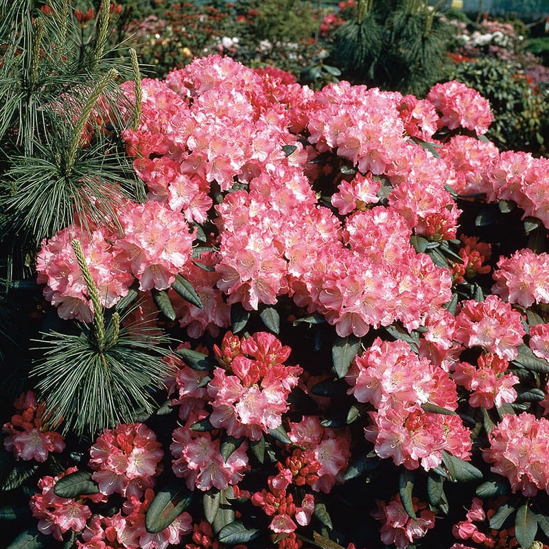 Rododendron hybr. "Morgonrot", 25-30 cm, 5-Pack