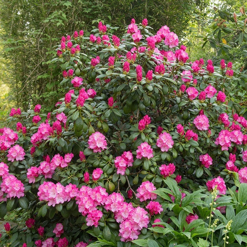 Rododendron hybr. "Polaris", 25-30 cm, 10-Pack