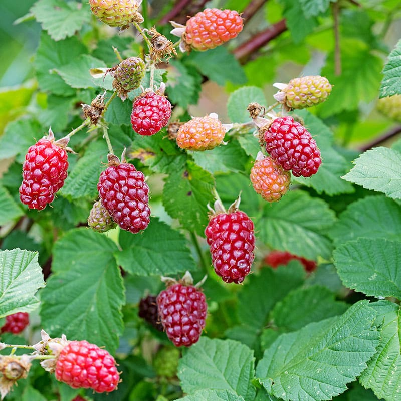 Björnbärshallon "Tayberry", 5-Pack
