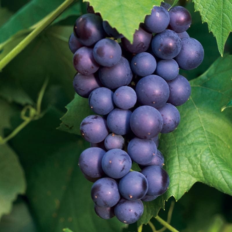 Vindruva "Boskoop Glory", 5-Pack