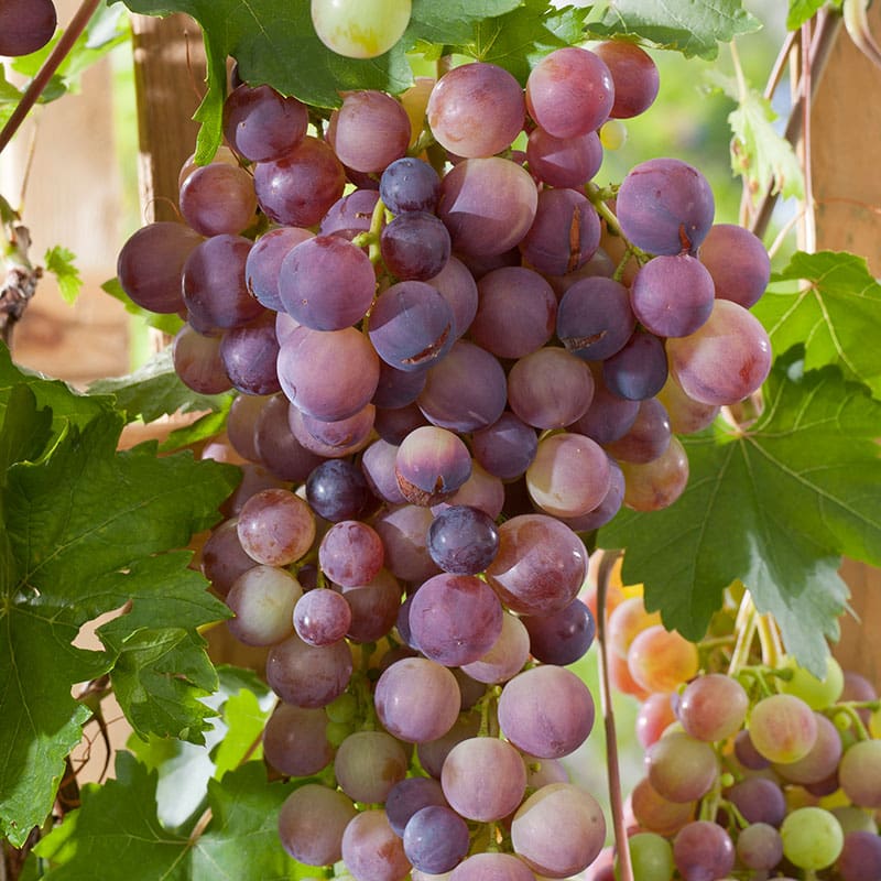 Labruskavin "Vanessa", 1-Pack