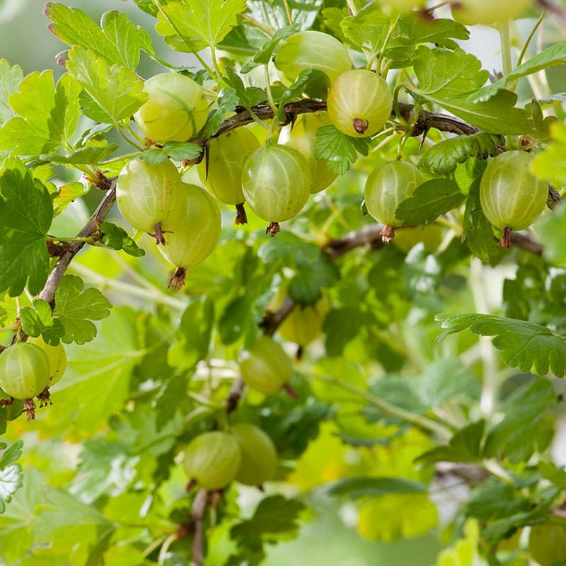 Krusbär "Hinnonmäki Gul", 5-Pack