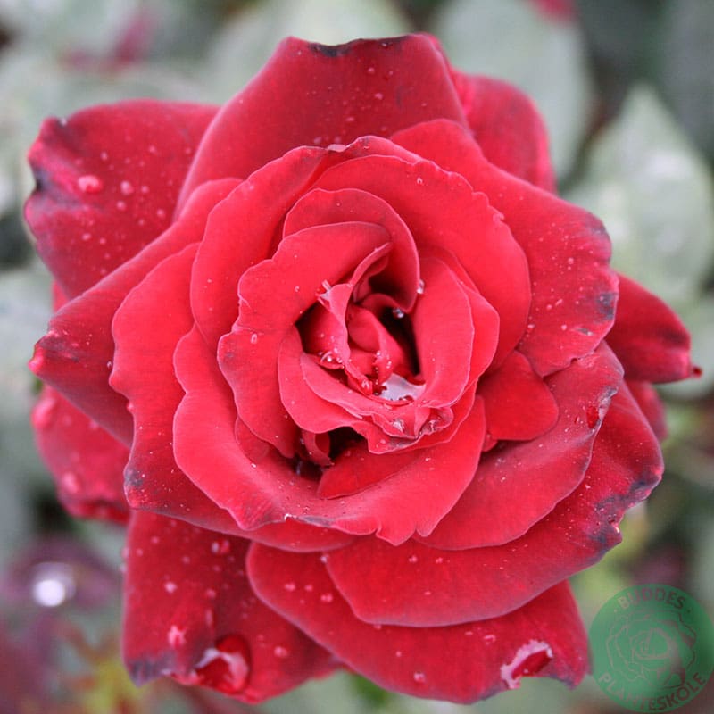 Storblommig ros Barkarole, 10-Pack