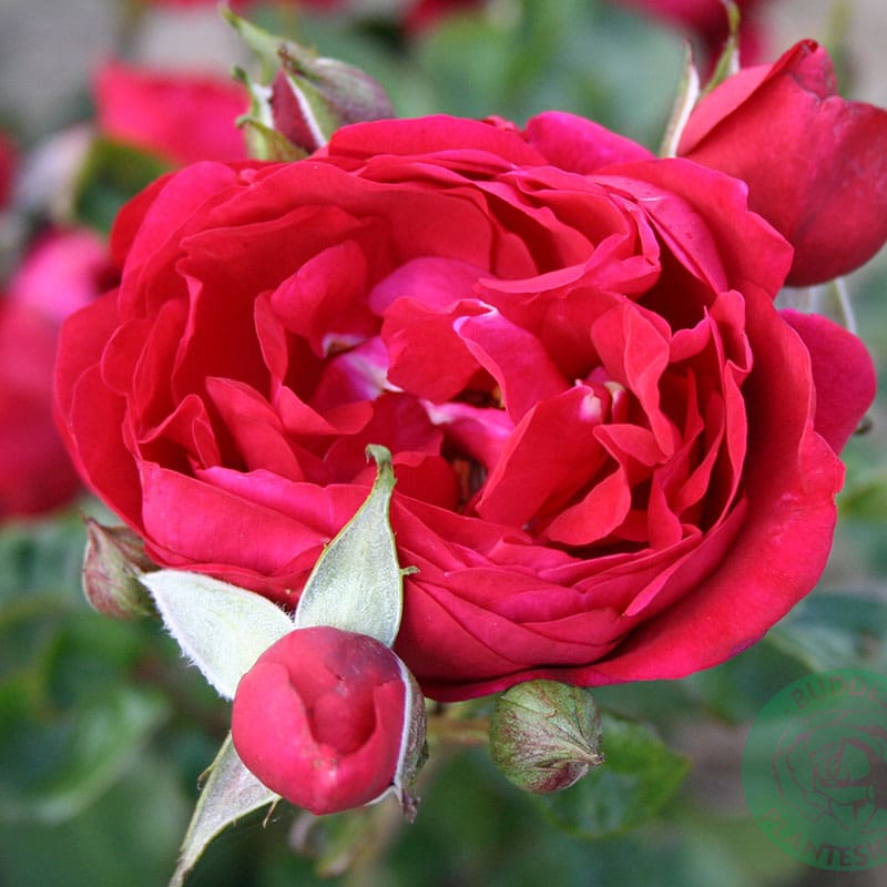 Buskros Capricia Renaissance, 5-Pack