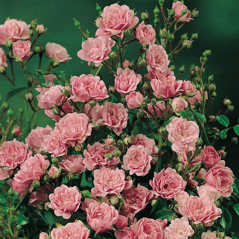 Marktäckande ros The Fairy, 1-Pack