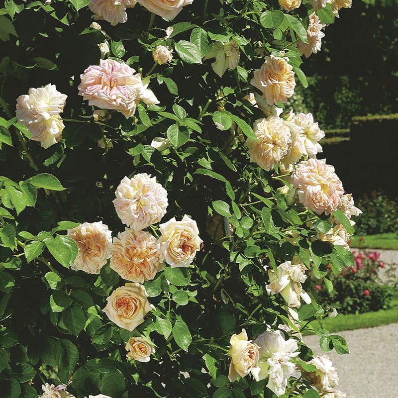 Gammaldags ros Alchymist, 10-Pack