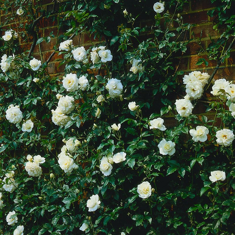 Klätterros Climbing Schneewittchen/ Climbing Iceberg, 1-Pack