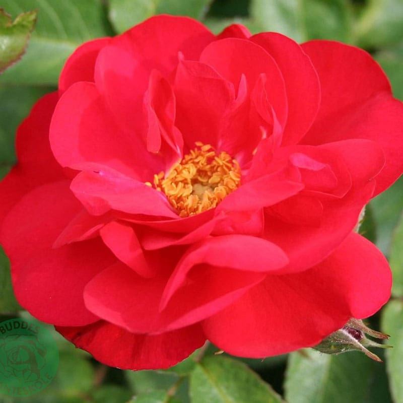 Buskros Hansaland, 10-Pack