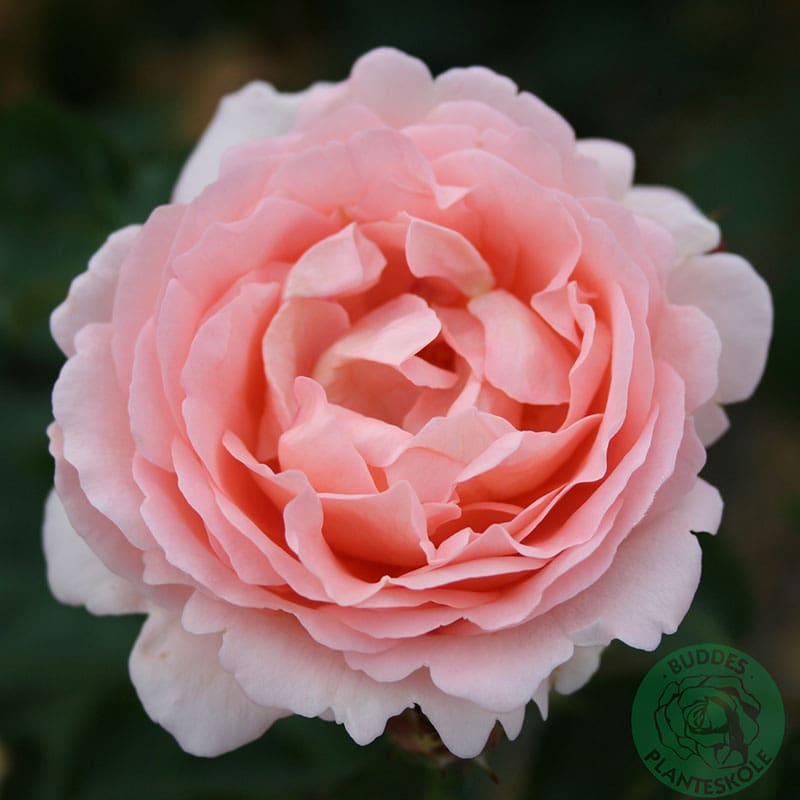 Buskros Clair Renaissance, 10-Pack