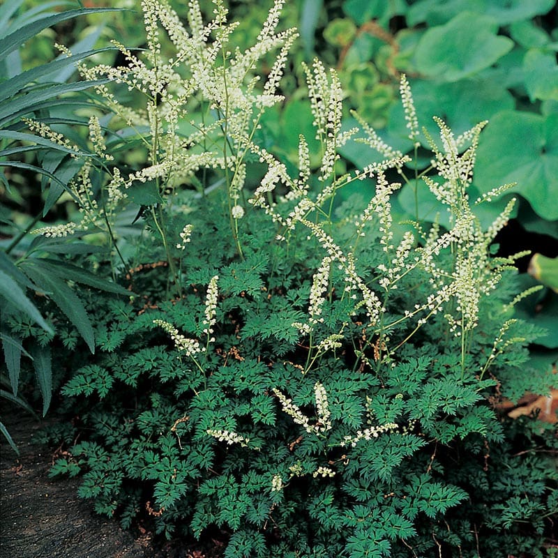 Koreansk plymspirea , 3-Pack