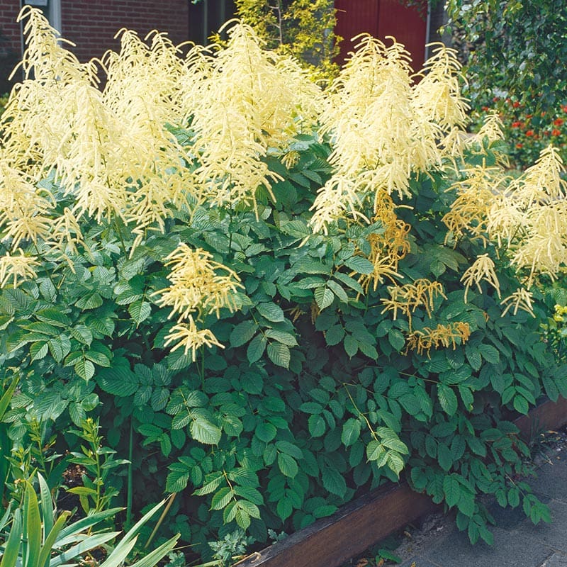 Plymspirea, 6-Pack