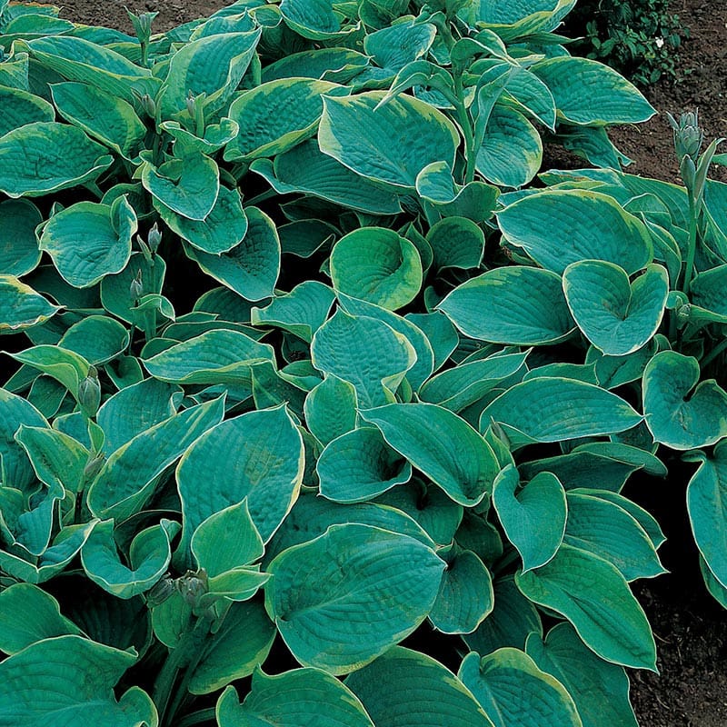 Daggfunkia "Sieboldiana Frances Williams", 6-Pack