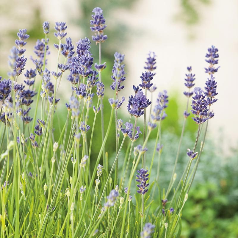 Lavendel 'Munstead', 1-Pack