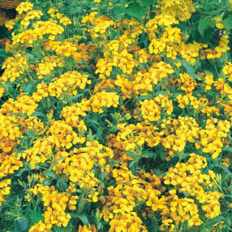 Kryddertagetes 'Sweet Mace'