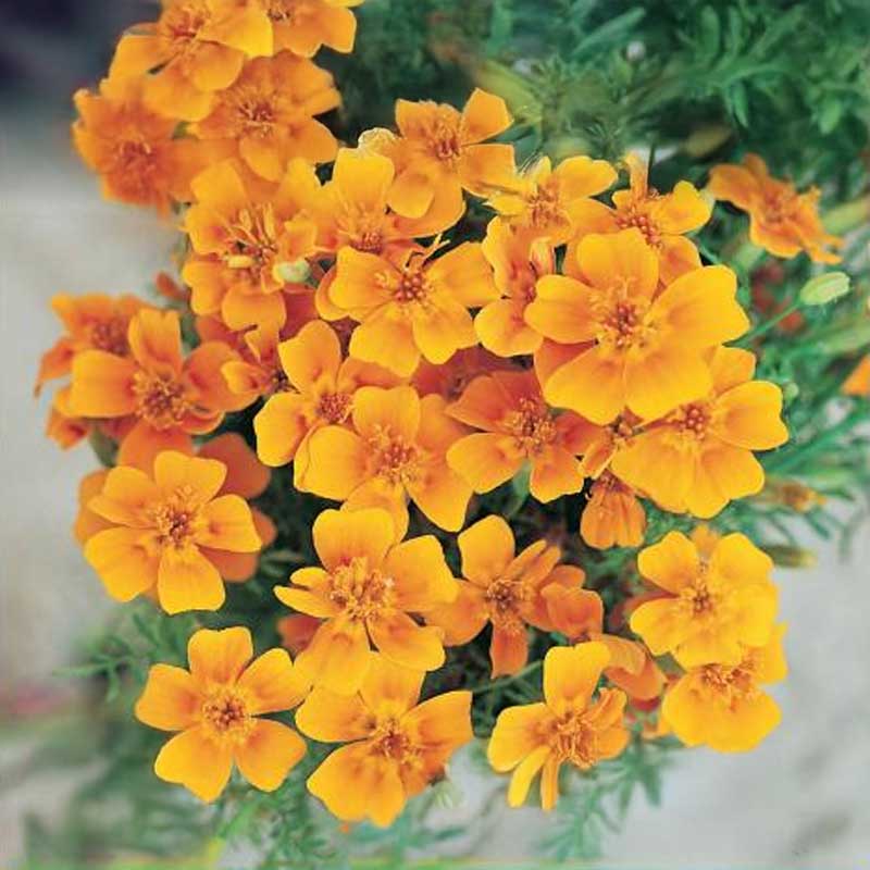 Lille Tagetes Orange