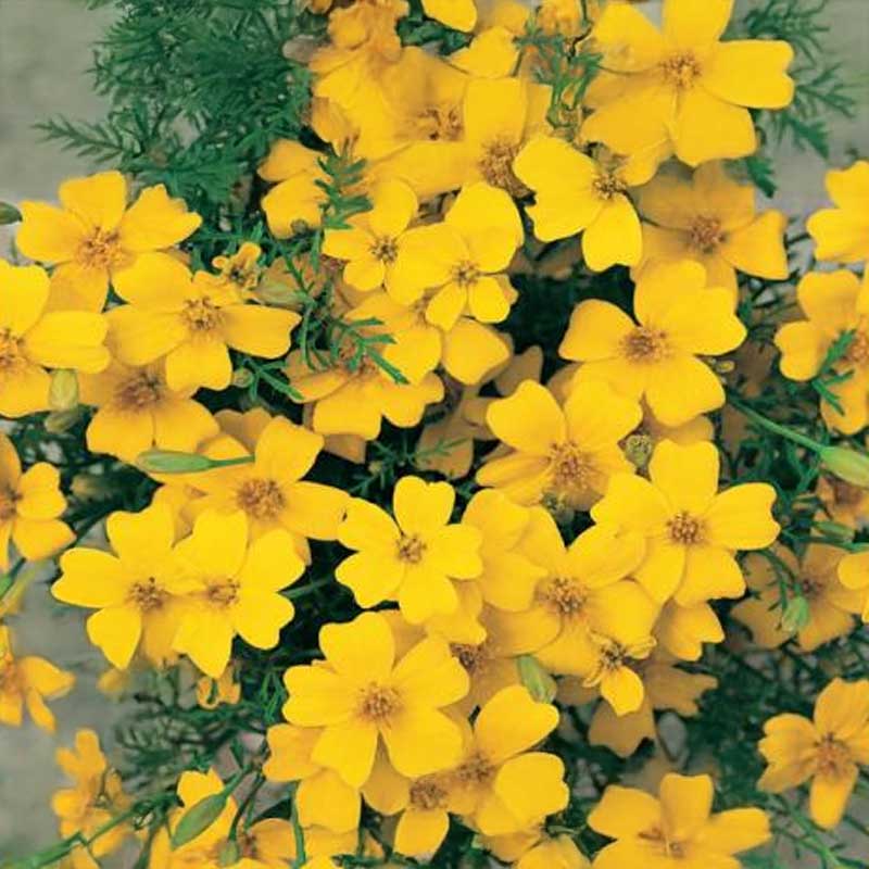Lille Tagetes 'Lemon Gem'