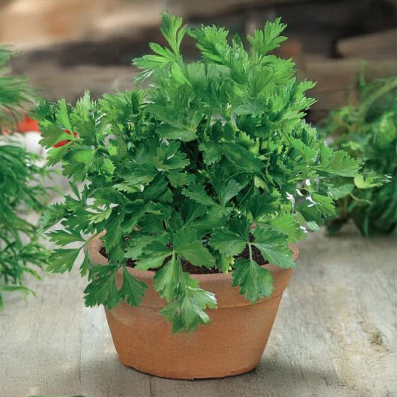 Bladselleri 'Gewone Snij'