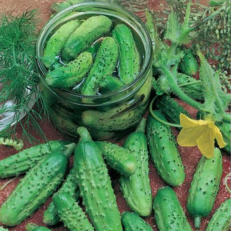 Frilandsgurk 'Vorgebirgstrauben'