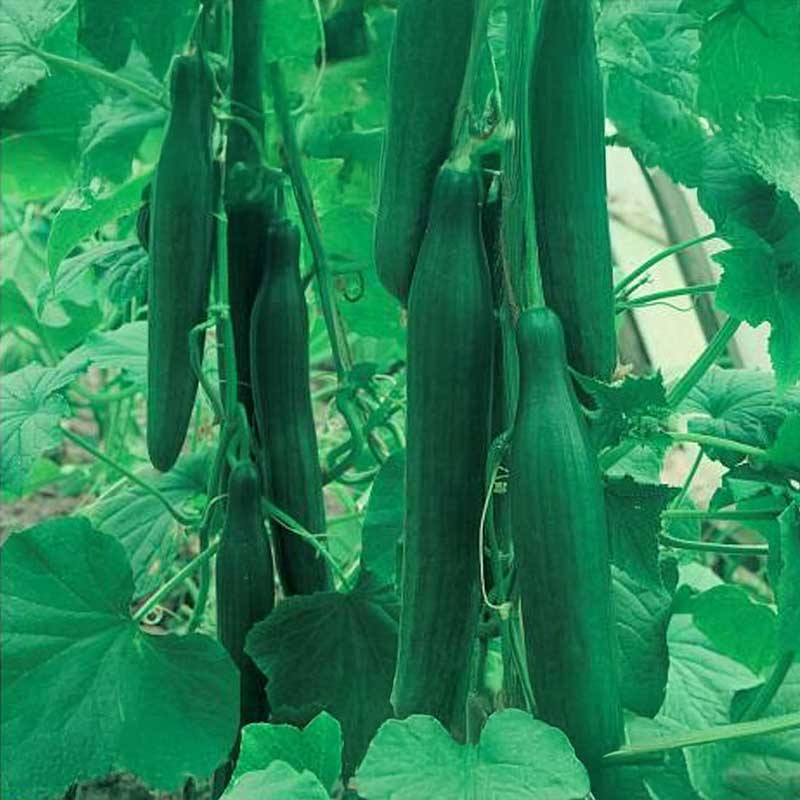 Salatagurk 'Saladin' F1