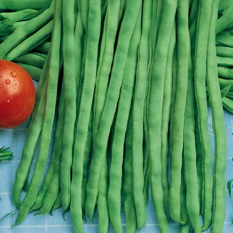 Snittebønne 'Neckarkönigin'