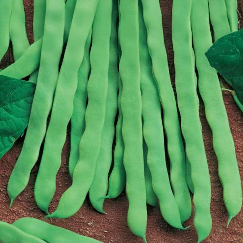 Snittebønne 'Algarve'