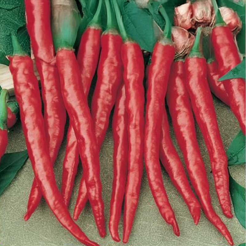 Chilipeber 'De Cayenne'