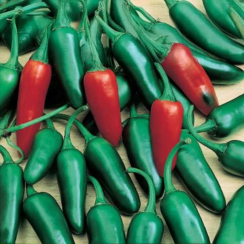 Chilipeber 'Jalapeno M'