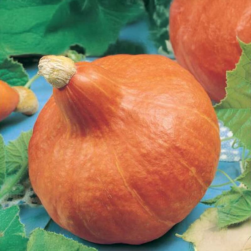 Kæmpegræskar 'Uchiki Kuri'