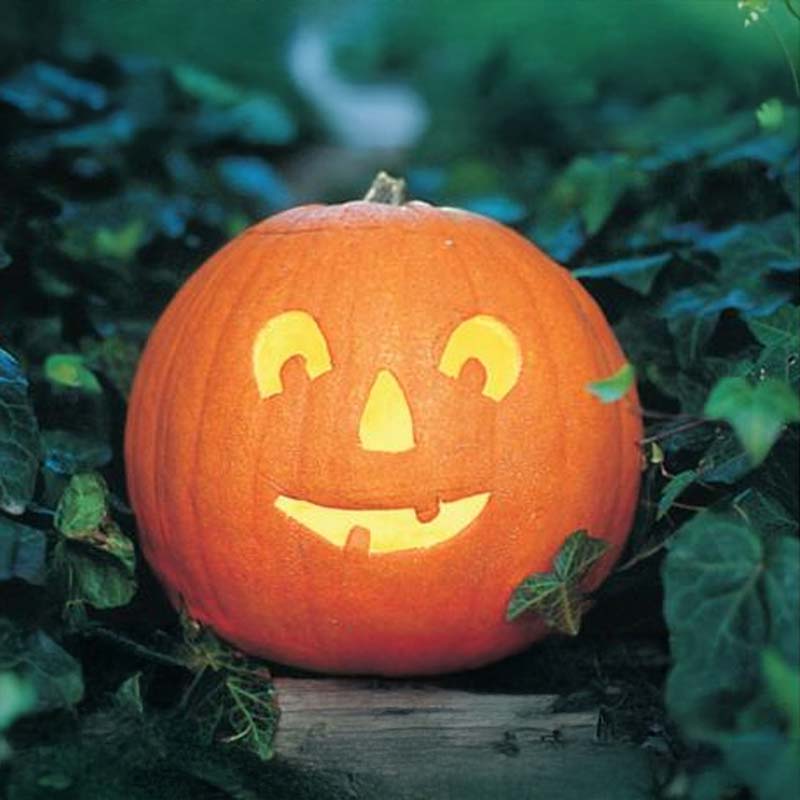 Oliegræskar 'Tom Fox'