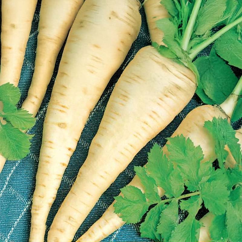 Pastinak 'Halblange'