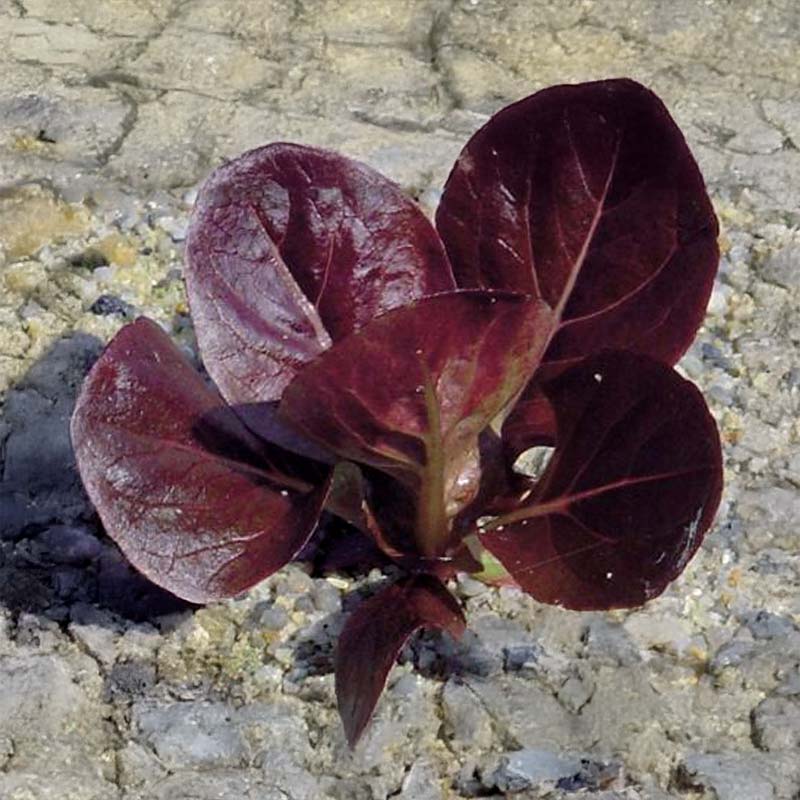 Romainesalat 'Ovired'