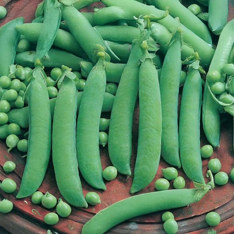 Spritært 'Frühe Harzerin'