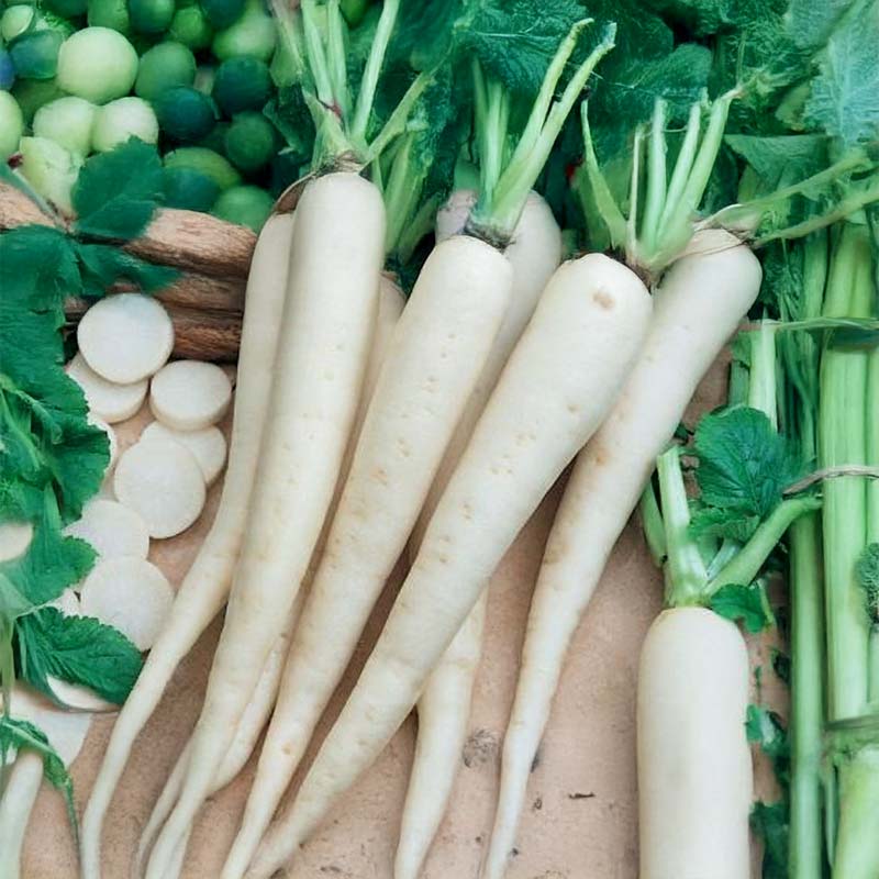 Kinesisk radise 'Minowase Summer Cross Nr. 3' F1