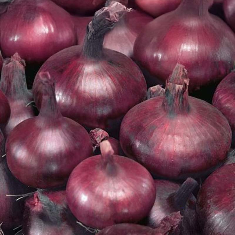 Rødløg 'Braunschweiger Dunkelblutrote'