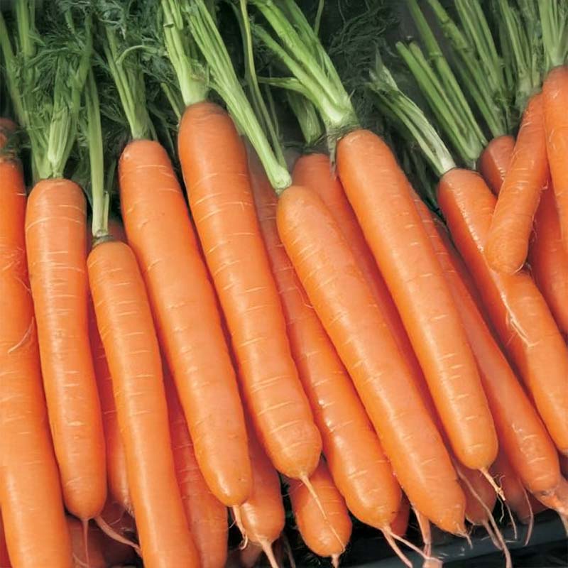 Sommergulerod 'Nominator' F1