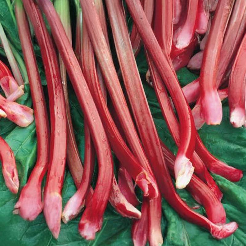 Rabarber 'Victoria'